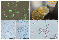 食べ物にかかわる、いろんな生き物を見てみよう!
