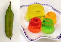植物から作られる成分や食品を味わい、科学しよう!