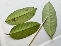 出張薬用植物園!!!薬用植物の世界へご案内!!!