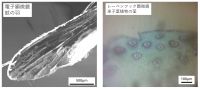 手作りvs光vs電子　顕微鏡を比べてみよう!
