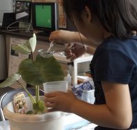 水をはじく様子を比べてみよう!