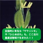 おいしいお米はどうやってつくる? ～ササニシキ・ひとめぼれの故郷から～