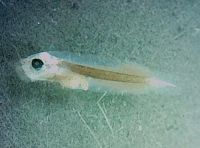 魚や貝のあかちゃんを見てみよう!