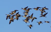 ネイチャーポジティブシンポジウム「よみがえれシジュウカラガン,ふるさと仙台へ!」