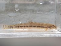 大崎ミニ水族館 ～見よう。知ろう。川の現状。～
