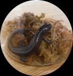 みんなで守ろう!仙台のトウホクサンショウウオ