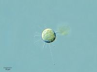 生き物の力を使って水をきれいにしてみよう!!
