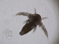 『び生物探検隊』～小さな世界にひそむ生きもののなぞにせまる～