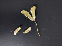 植物達の生き方 ～知恵と戦術～