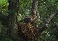 自然環境調査員　カトさんの活動実録 ～準絶滅危惧種　“オオタカ”と“ハイタカ”の調査～