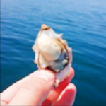 なぜ「あまころ牡蠣」はころころ丸い?～宮城の海の不思議～