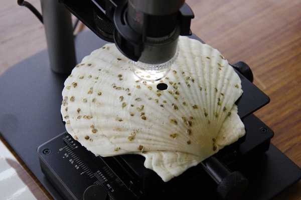 【写真１３】ホタテの殻に付着したカキの赤ちゃん（幼生）を顕微鏡で観察する体験ブース